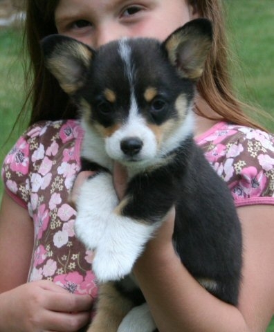 Pembroke welsh Corgi puppies for sale