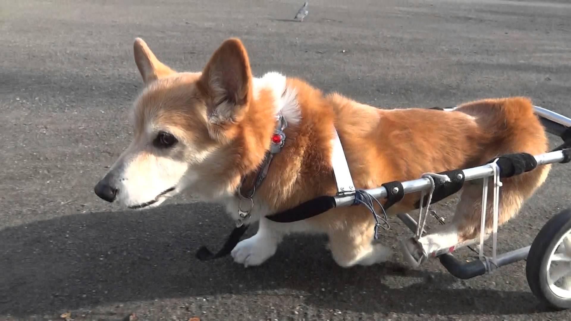 Degenerative Myelopathy Dunn's Farm
